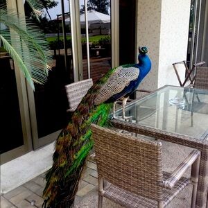 Meet your Posher, Queen